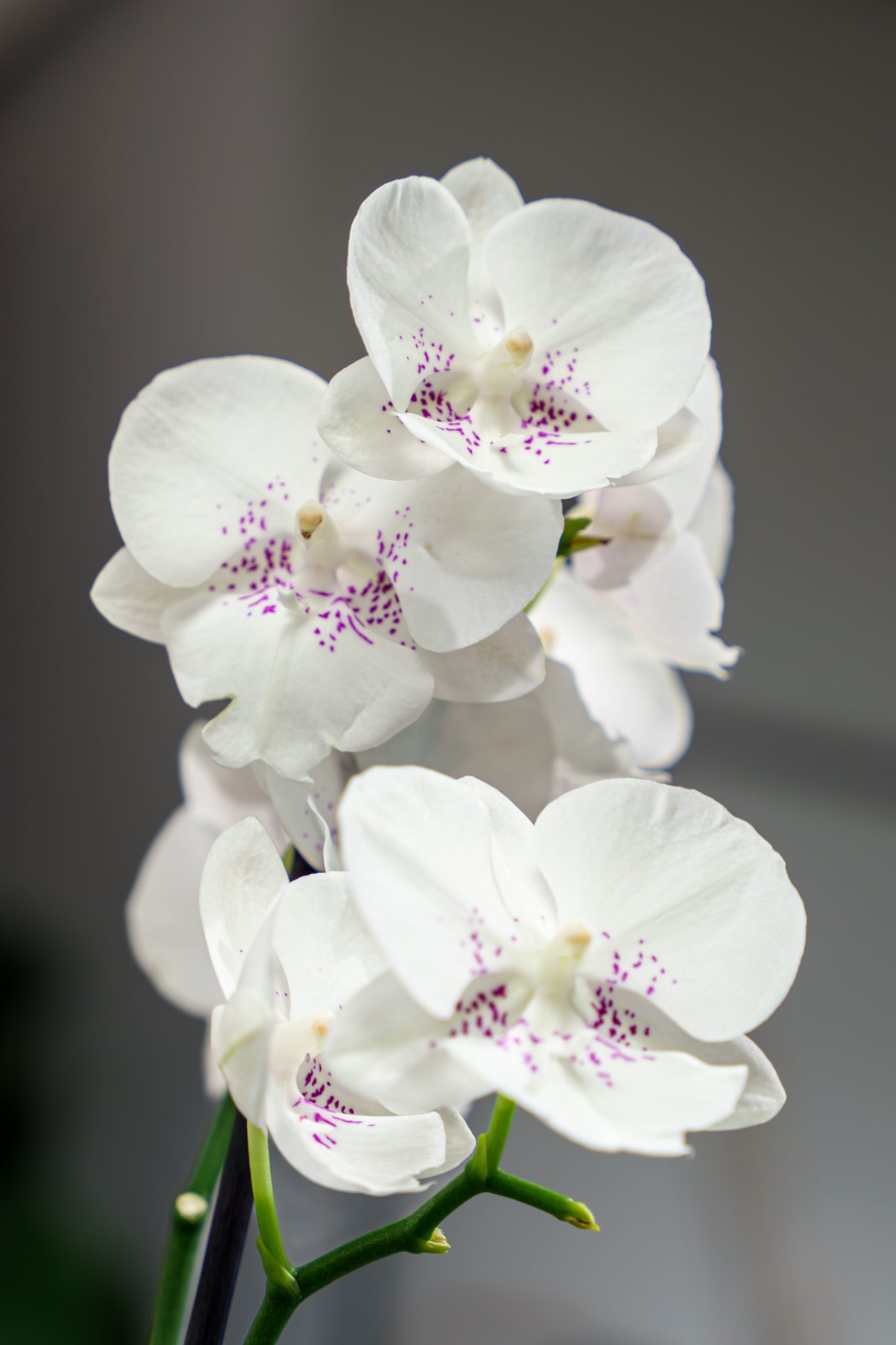 Orchidee Phalaenopsis Fleur Fleuriste Faverges Scaled
