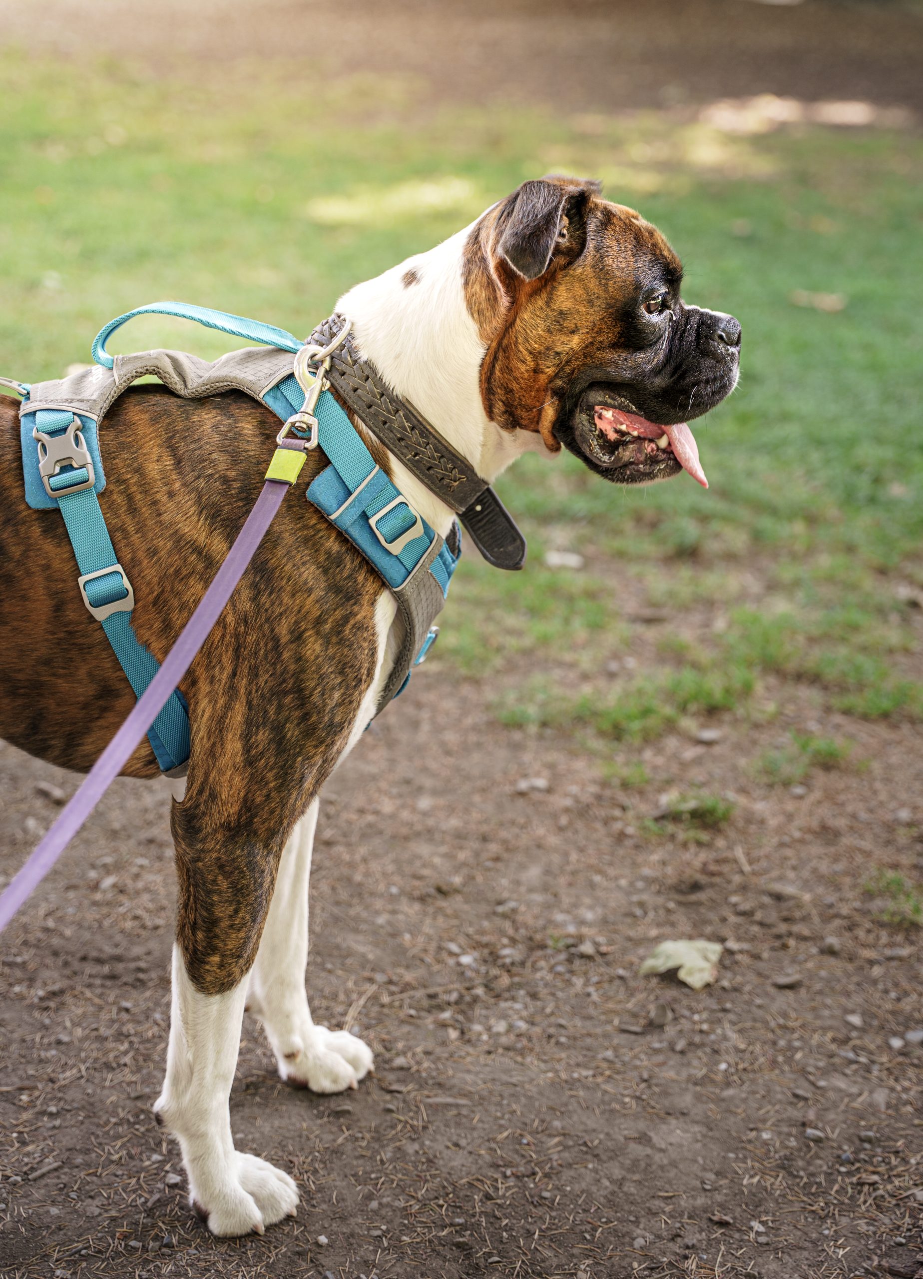 Charly Cote Chien Parc Simon Berger Faverges Scaled