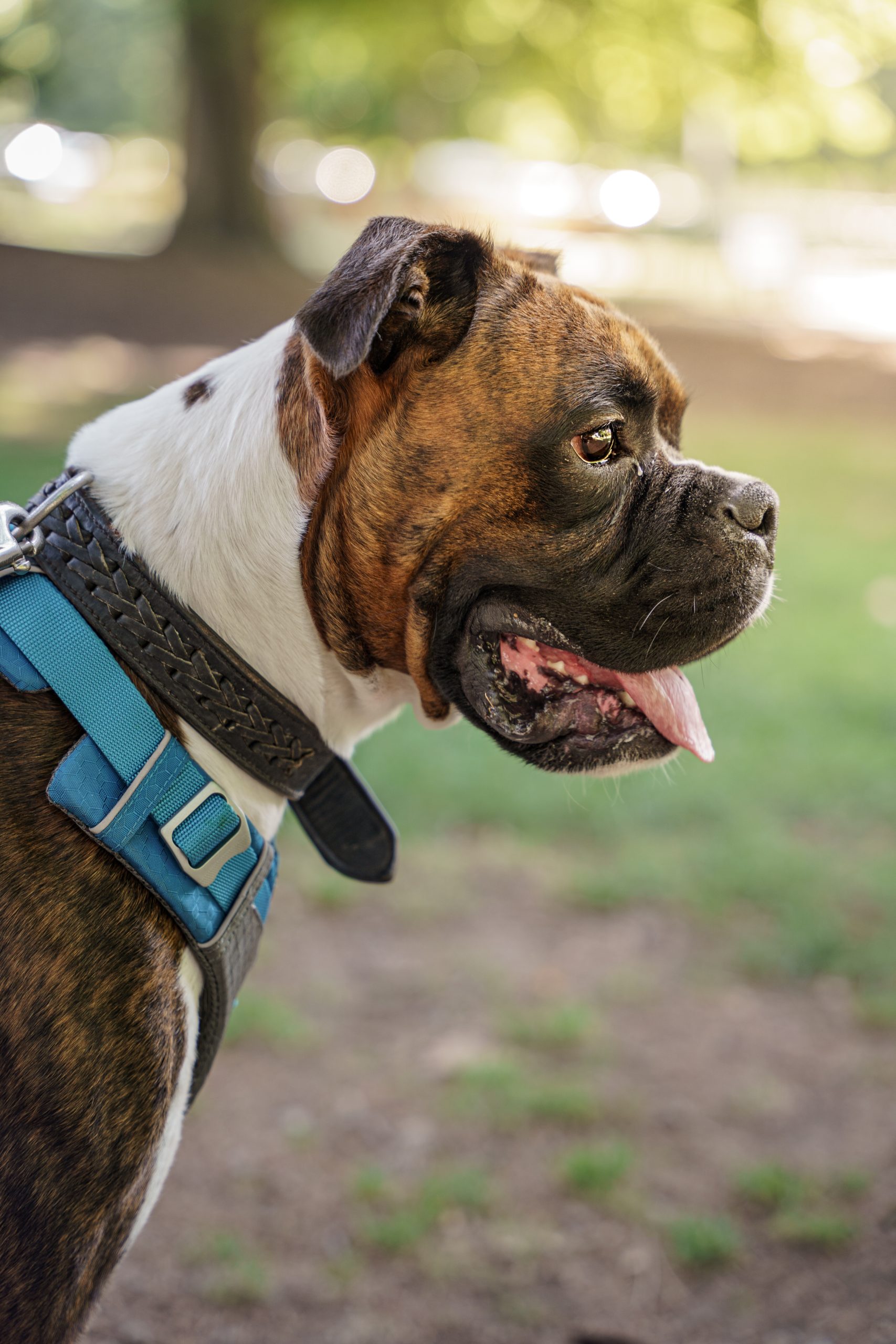 Charly Cote Rapproche Chien Parc Simon Berger Faverges Scaled