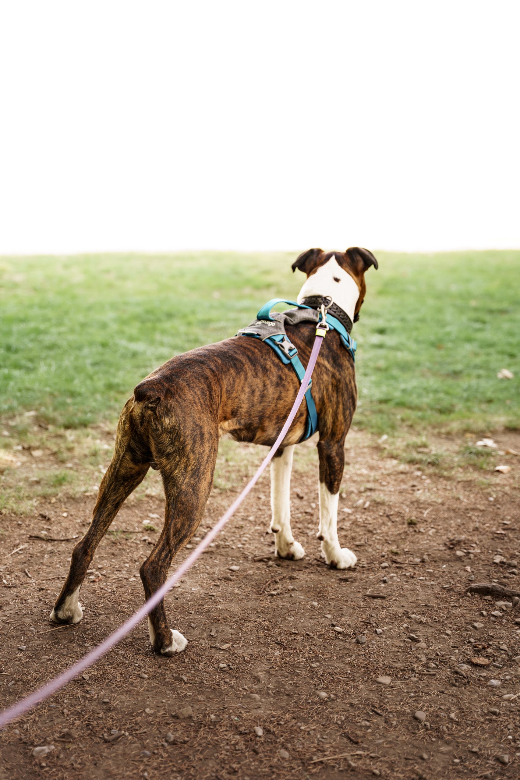 Charly Dos Chien Parc Simon Berger Faverges Scaled