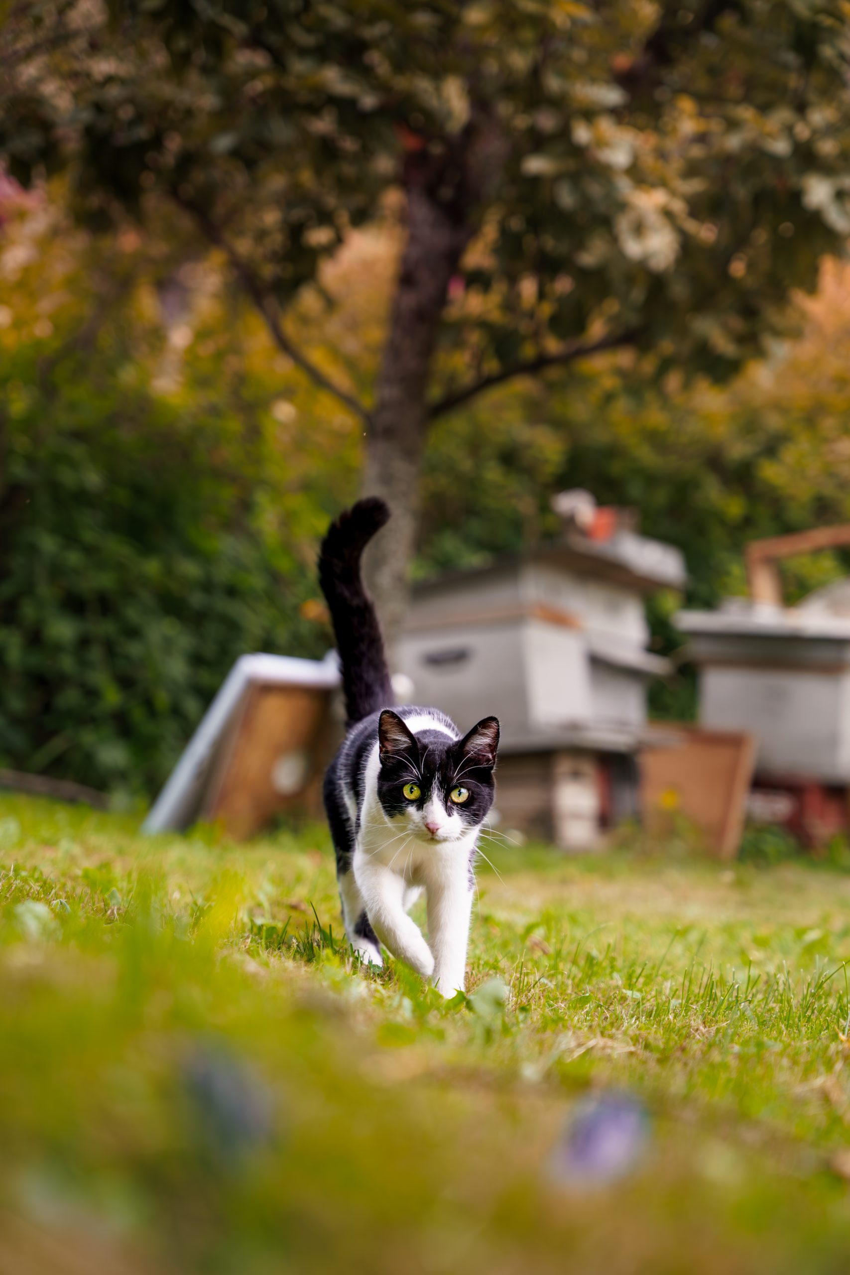 Chat Noir Et Blanc Court Champ Scaled