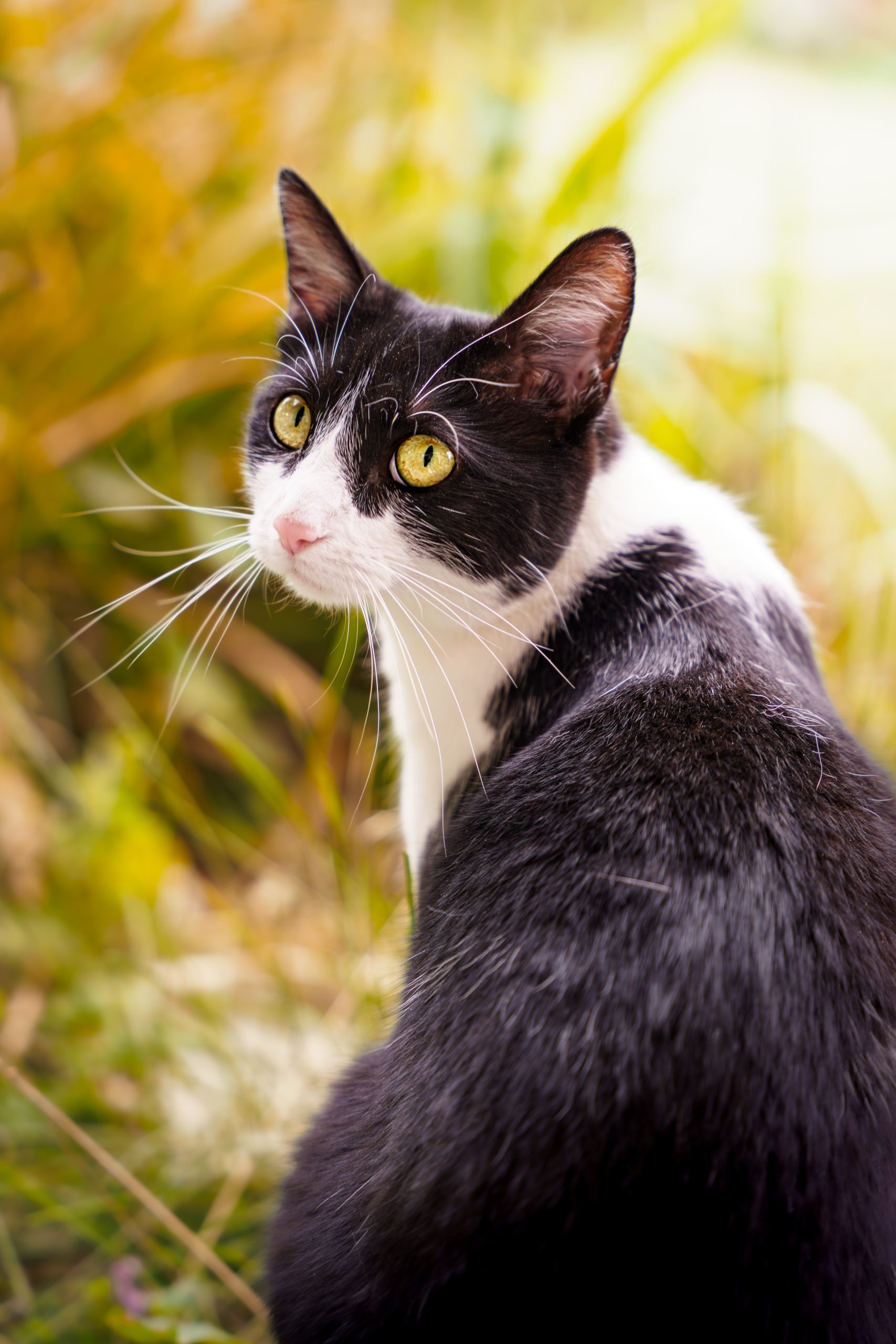 Chat Noir Et Blanc Dos Regard Scaled