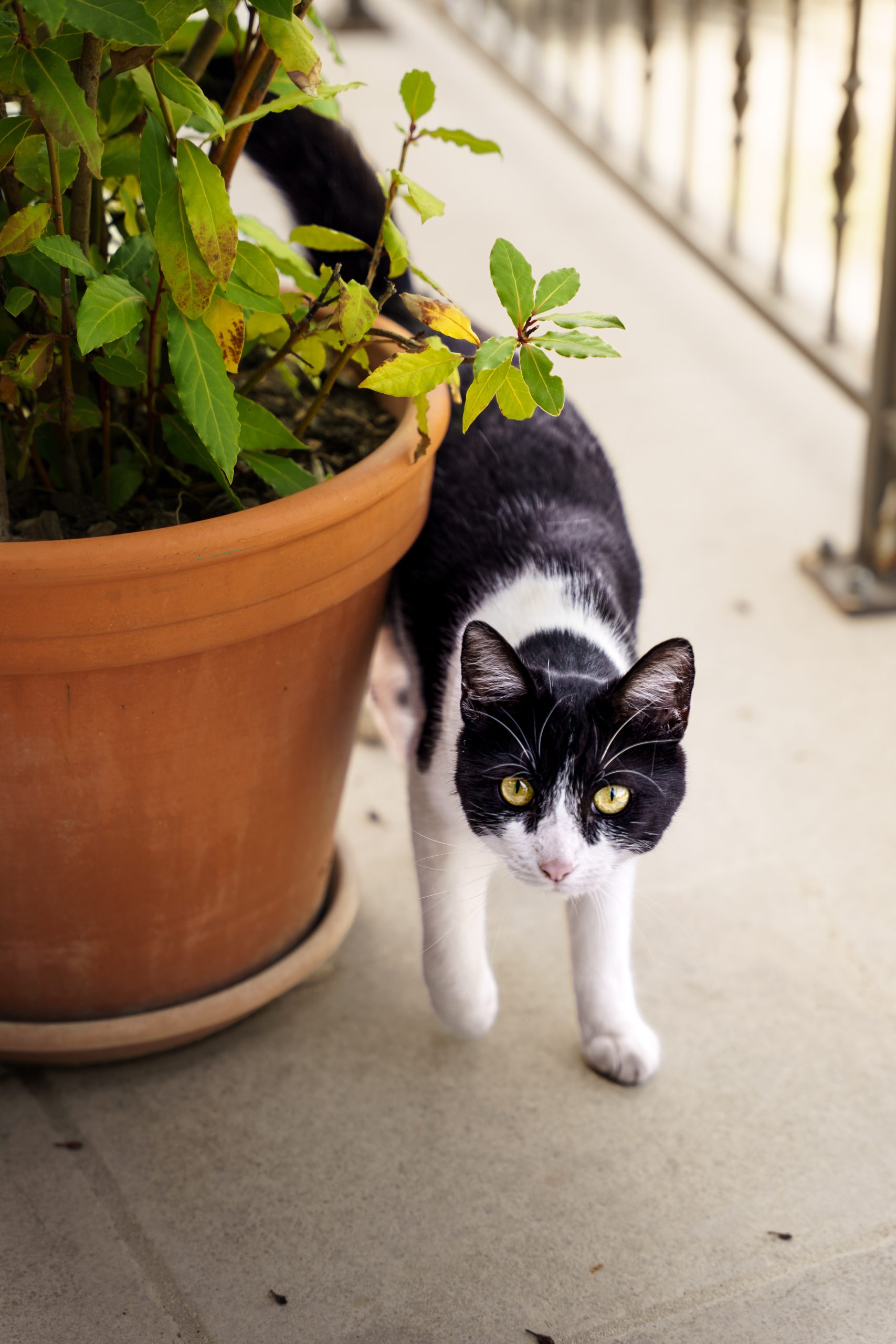 Chat Pot De Fleur Exterieur Scaled