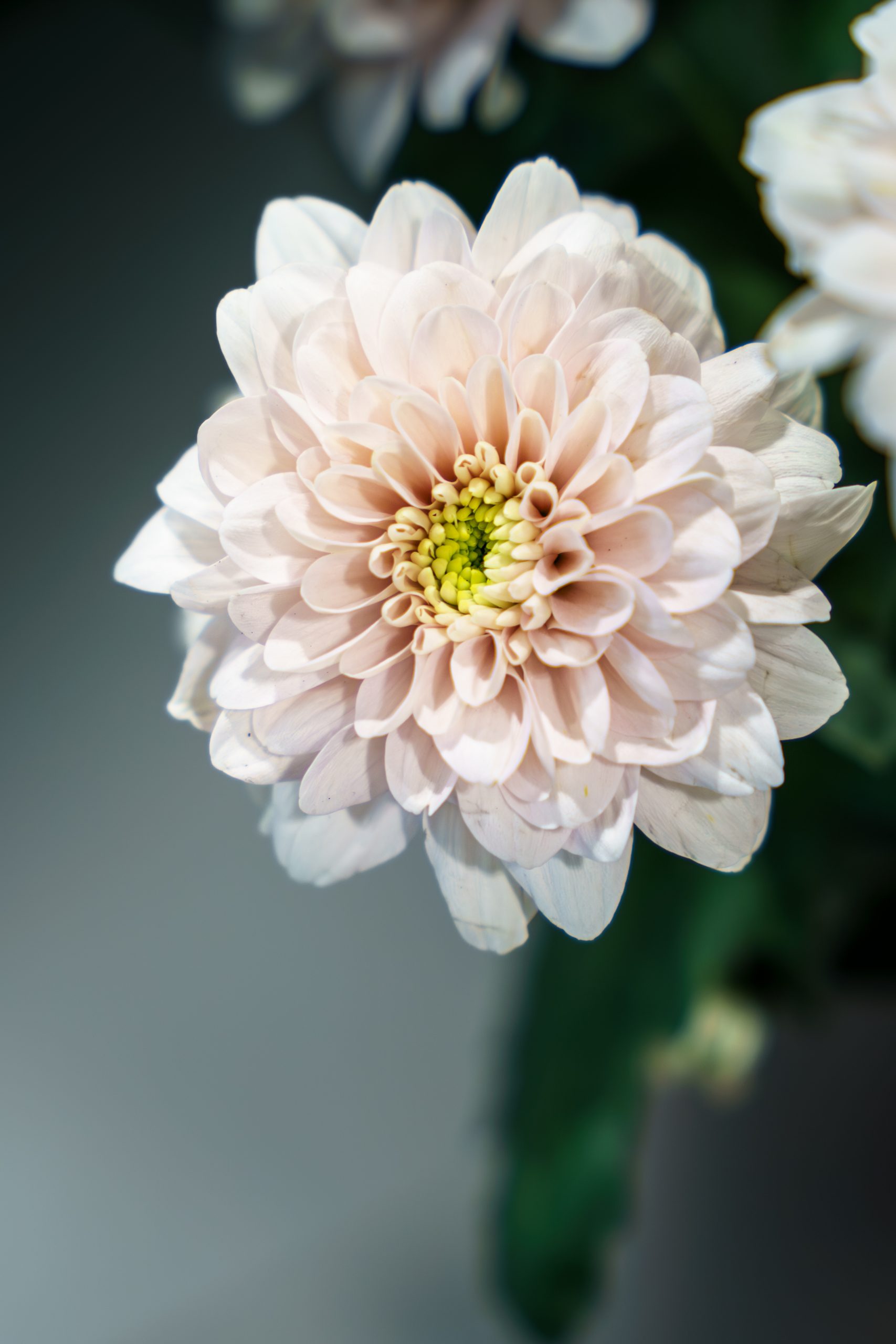 Dahlia Fleur Fleuriste Faverges Scaled