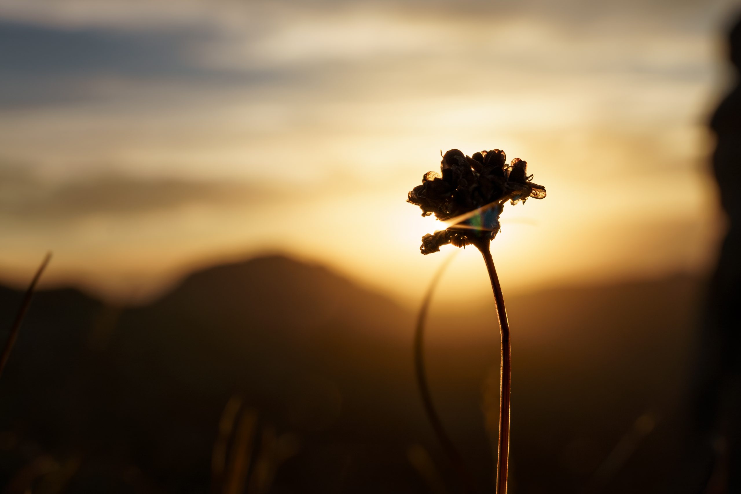 Fleur Contrejour Sambuy Faverges Scaled