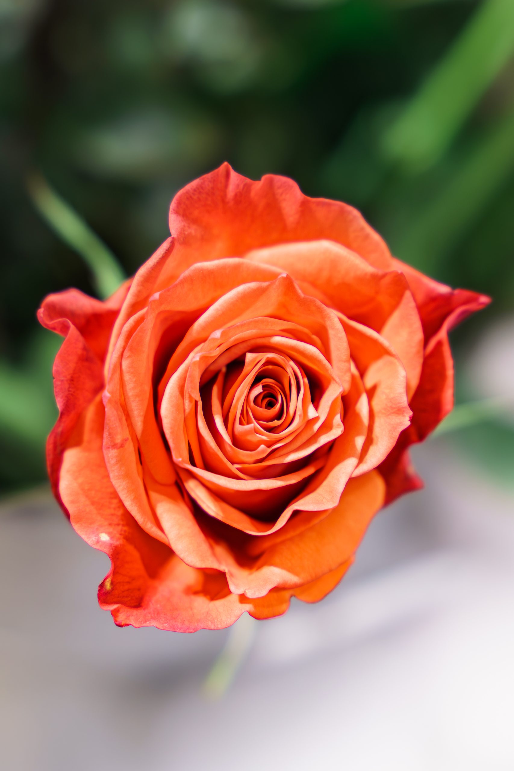 Rose Abricot Fleur Fleuriste Faverges Scaled