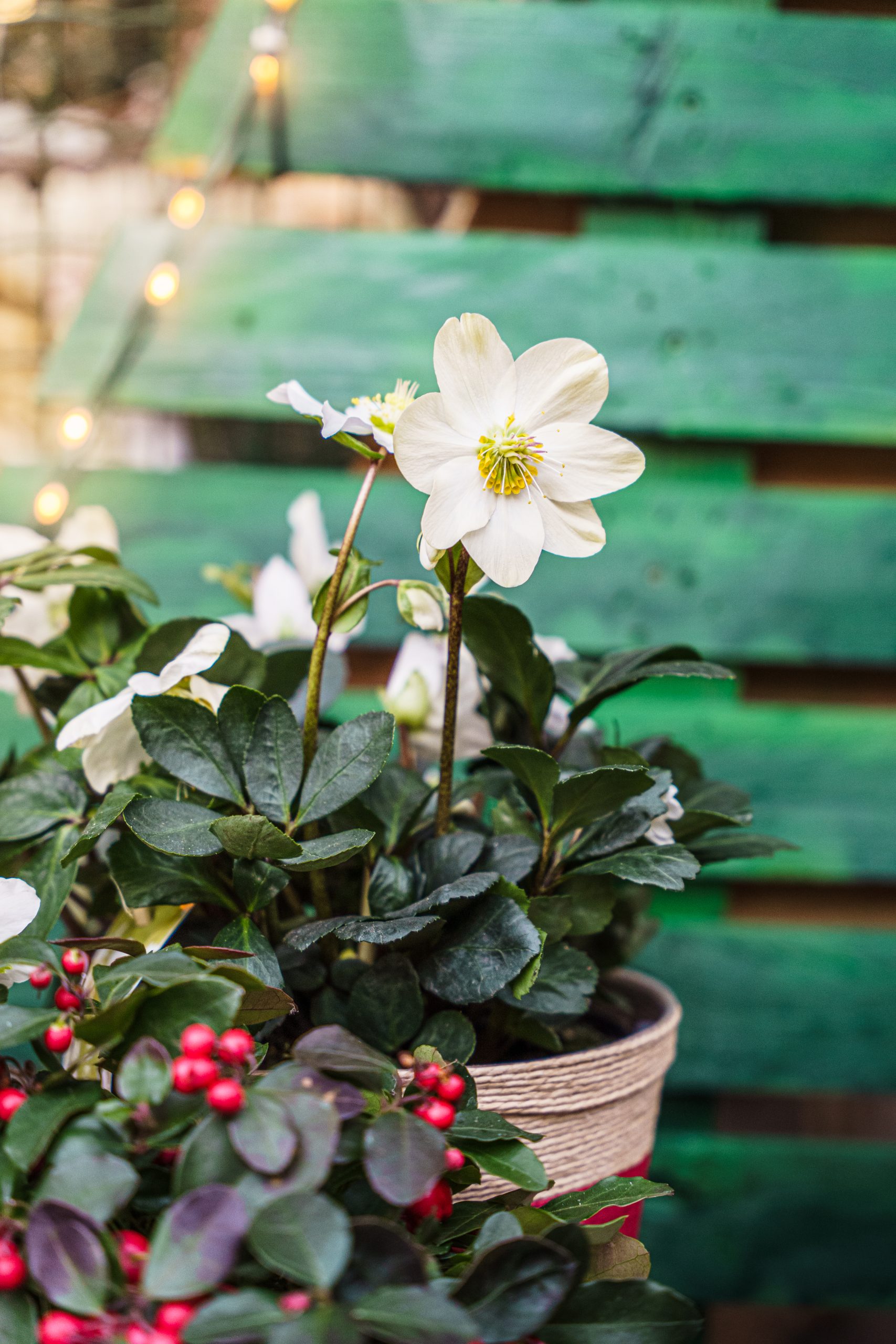 Fleurs Exterieur Guirlande Noel Fleuriste Fleurazur Faverges Entreprise Scaled